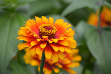 Zinnia flower