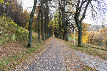 Naklejka premium Narrow path lit by soft spring sunlight. Forest spring nature. Spring forest natural landscape with forest trees