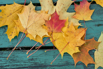 Colorful maple leaves in the autumn on a blue-green colored bench in the park