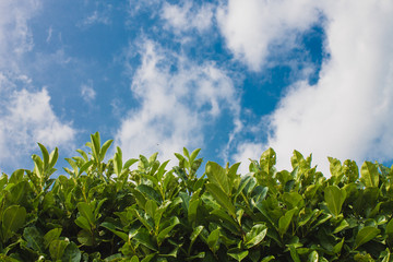 Green hedge leaves wall background with clear sky