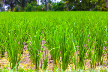 Close-up fresh green rice field natural background, young rice in farm dried water. Rice fields in...