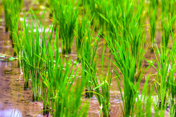 Close-up fresh green rice field natural background, young rice in farm flooded with water. Rice fields in Bali island, Ubud, Indonesia.