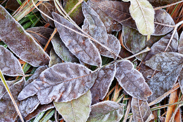 Leaves on the ground are covered with hoarfrost in late autumn background.