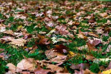 Tapis de feuilles mortes