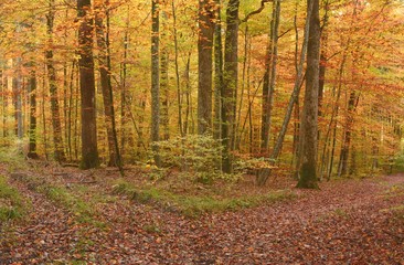 Obraz premium Detail of autumn colored forest in october
