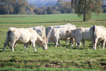 Charolais auf der Wiese 