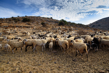 Obraz premium Herd of sheep in the pasture in the mountains. Crete, Greece.