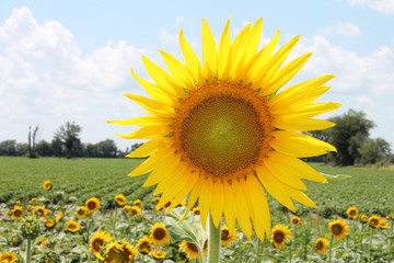 Fototapeta premium Sunflower Days 