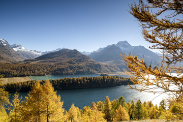 Colorful autumn in the vallaey of Engadin, Graubünden Switzerland, Europe