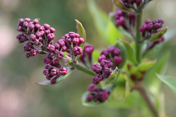 purple lilac spring blossom