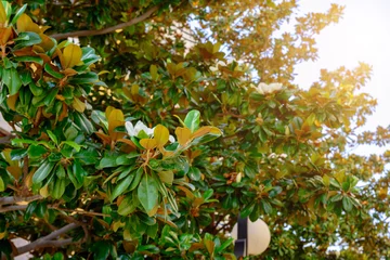 Photo sur Plexiglas Magnolia Blossoming tree of white magnolia