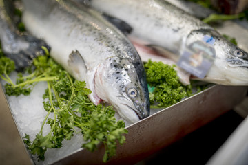 A close-up of freshly caught Rainbow Trout on ice on a market stall in the UK