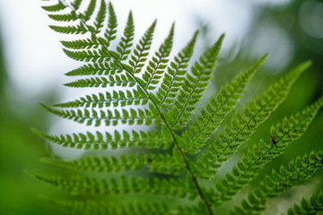 Green fern close up, Sukhumi botanic garden, Abkhazia