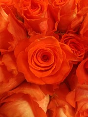 On perfect red rose among many