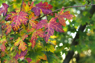 Fototapeta premium The autumn colors, wonderfulcolored leaves