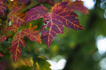 Fototapeta na wymiar The autumn colors, wonderfulcolored leaves