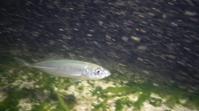 Marine fish Horse mackerel (Trachurus trachurus)