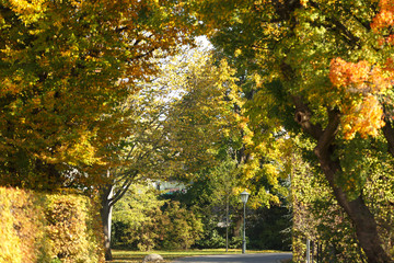 Colourful autumn alley in park