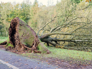 falling tree after storm,Northern Ireland