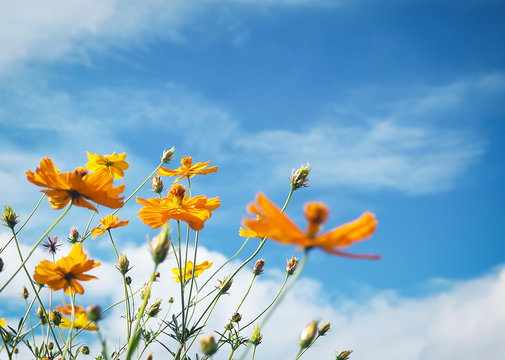 yellow flowers against blue sky for background