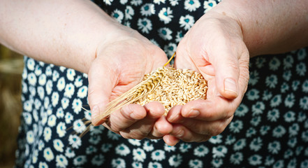 The panorama of harvest time. Hands of old woman are holding handful of wheat grains, close-up. .