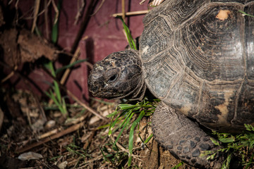 tartaruga