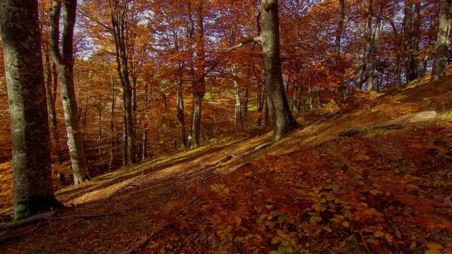 Forest time lapse through trees in mountain, motorized timelapse moving shadows, high dynamic range imaging