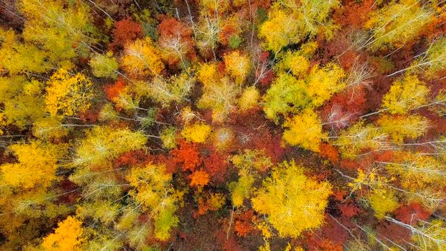 Aerial drone footage. Flying over colorful autumn forest with yellow birches and maples, red oak trees.