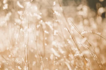 abstrakter hintergrund von wilden blumen und gras. unscharfer Hintergrund der Wiese © EvgeniiAnd