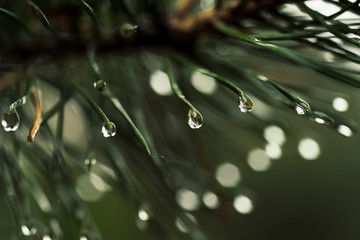 Abstract background from conifer evergreen pine tree branches with dew water drops, natural outdoor hipster concept