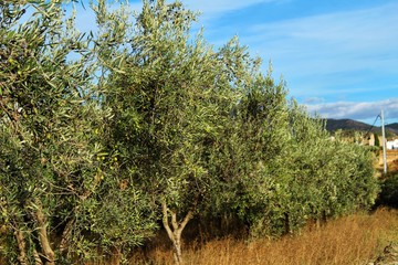 Fototapeta na wymiar Olive plantation in Chelva, Valencia