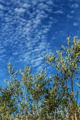 Olive plantation in Chelva, Valencia