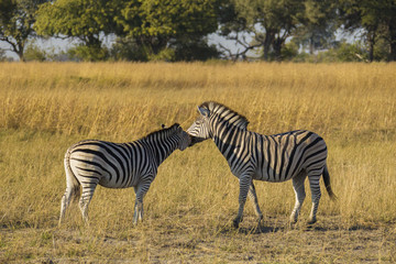 Fototapeta na wymiar Zebra couple, Botswana