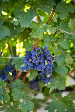 Ripe black grape on the vine in italian late summer vineyard