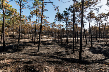 Fires in Portugal - Leiria pine forest great fire.