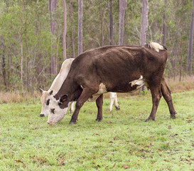Fototapeta premium Brown and white hereford cow