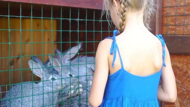 Feeding rabbit. Little girl feeding farm domestic rabbits with fleawort leaf
