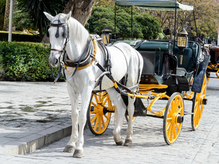 Tradicional paseo en coche carruaje de caballos por el centro de Sevilla, España