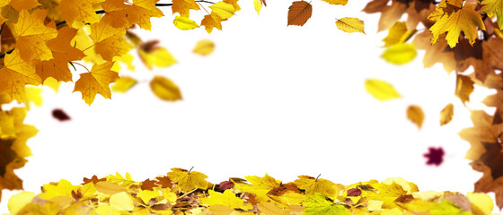 Goldener Herbst auf weissem Hintergrund