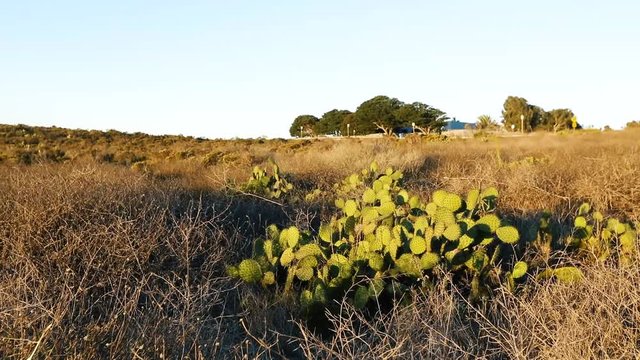 windy Point Dume cactus