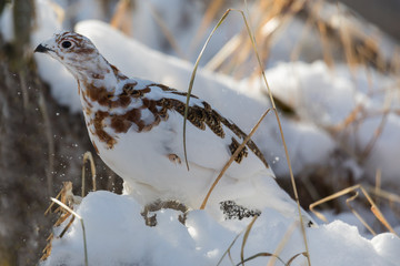 partridge on snow