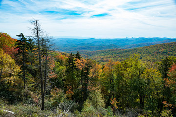 dead evergreen with fall color