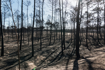 Fires in Portugal - Leiria pine forest great fire.