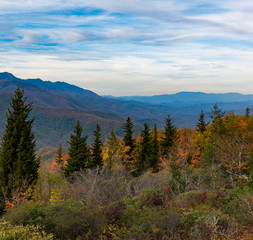 Fall color with evergreens