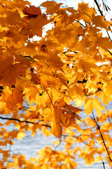 Yellow maple leaves and water on  the background. Autumn concept