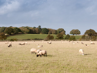 beautiful farm field with sheep grazing on grass summer day