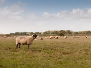 beautiful farm field with sheep grazing on grass summer day one standing up front