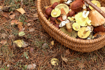 Mushrooms growing in warm green, thick, wet moss layer. Autumn forest with mushrooms.