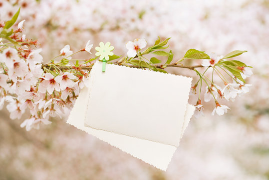 vintage photo back side with blossom cherry flower sakura