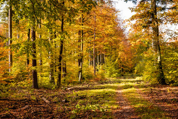 Autumn forest. Lovely nature scenery with lots of colorful foliage. Kashubia, northern Poland.